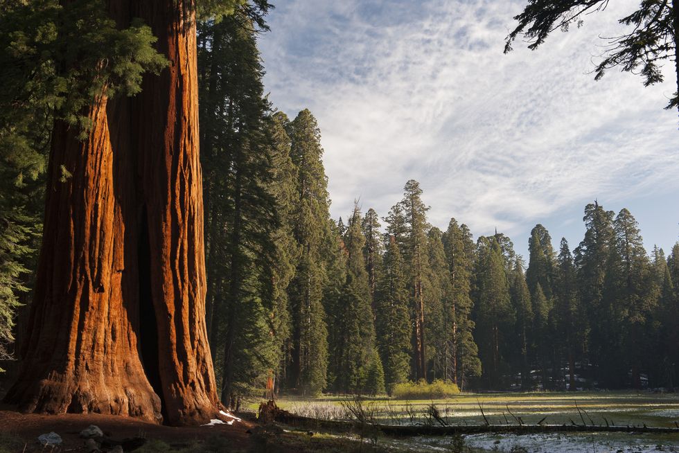 Giant sequoia trees, Sequoia and Kings Canyon National Parks, California, USA