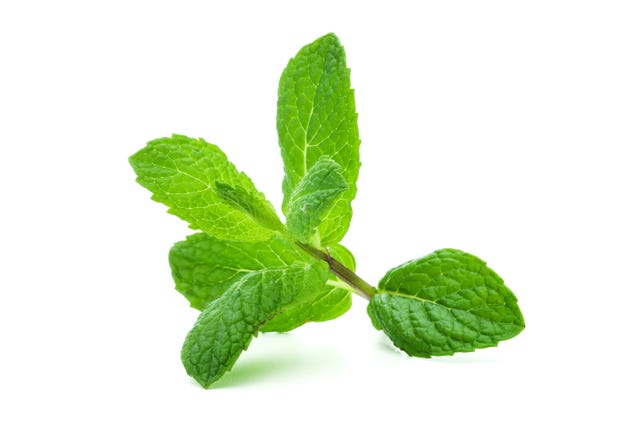 A giant sprig of lit mint on a white background