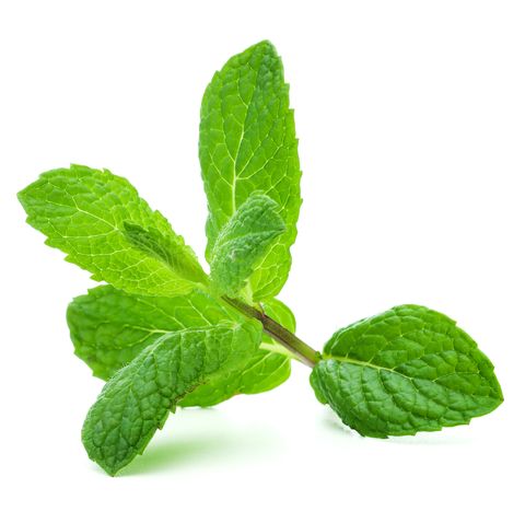 A giant sprig of lit mint on a white background