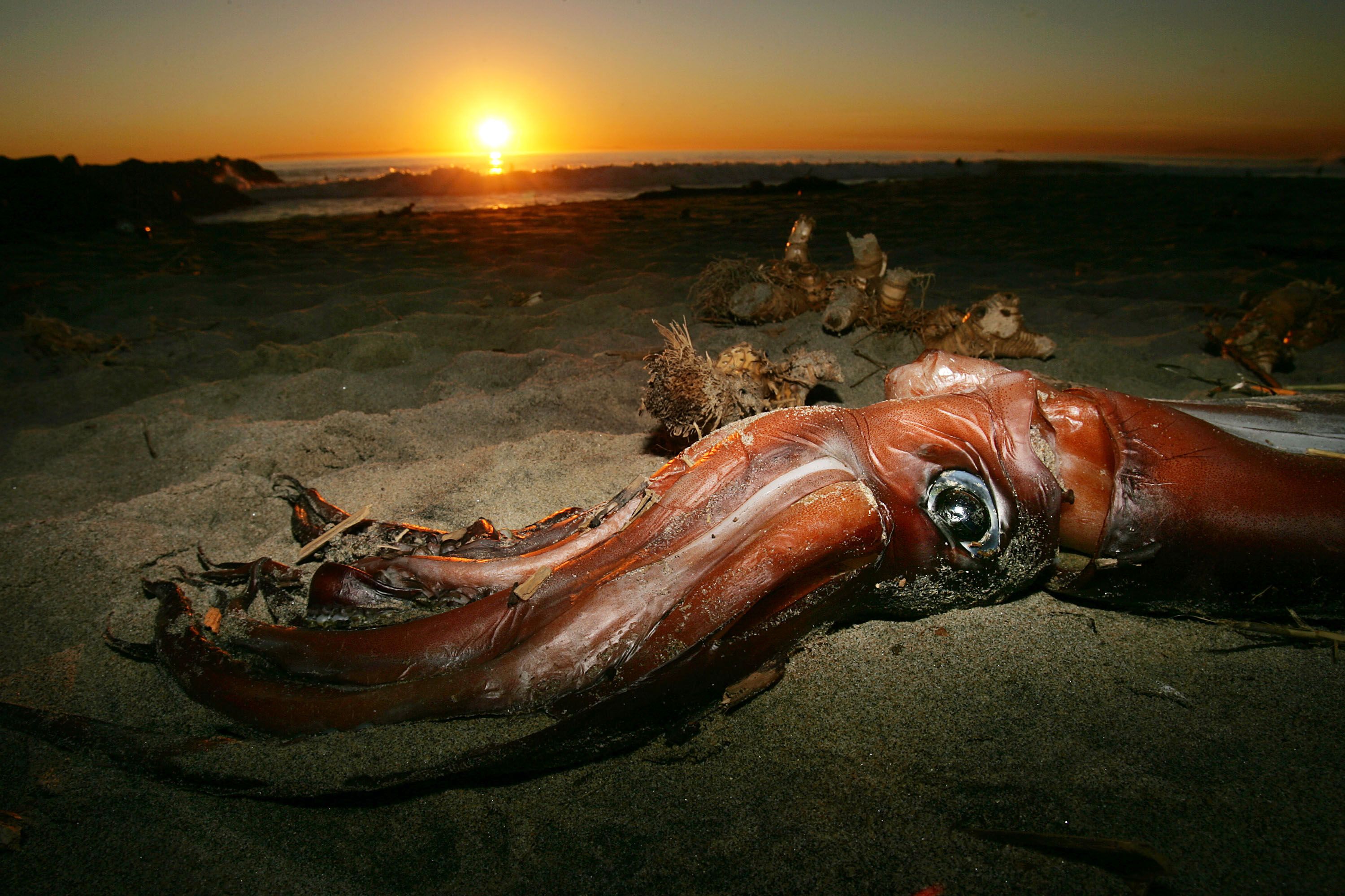 Beaumont%2C+Texas%3A+Giant+Squid+Washes+Ashore%2C+Baffling+Scientists