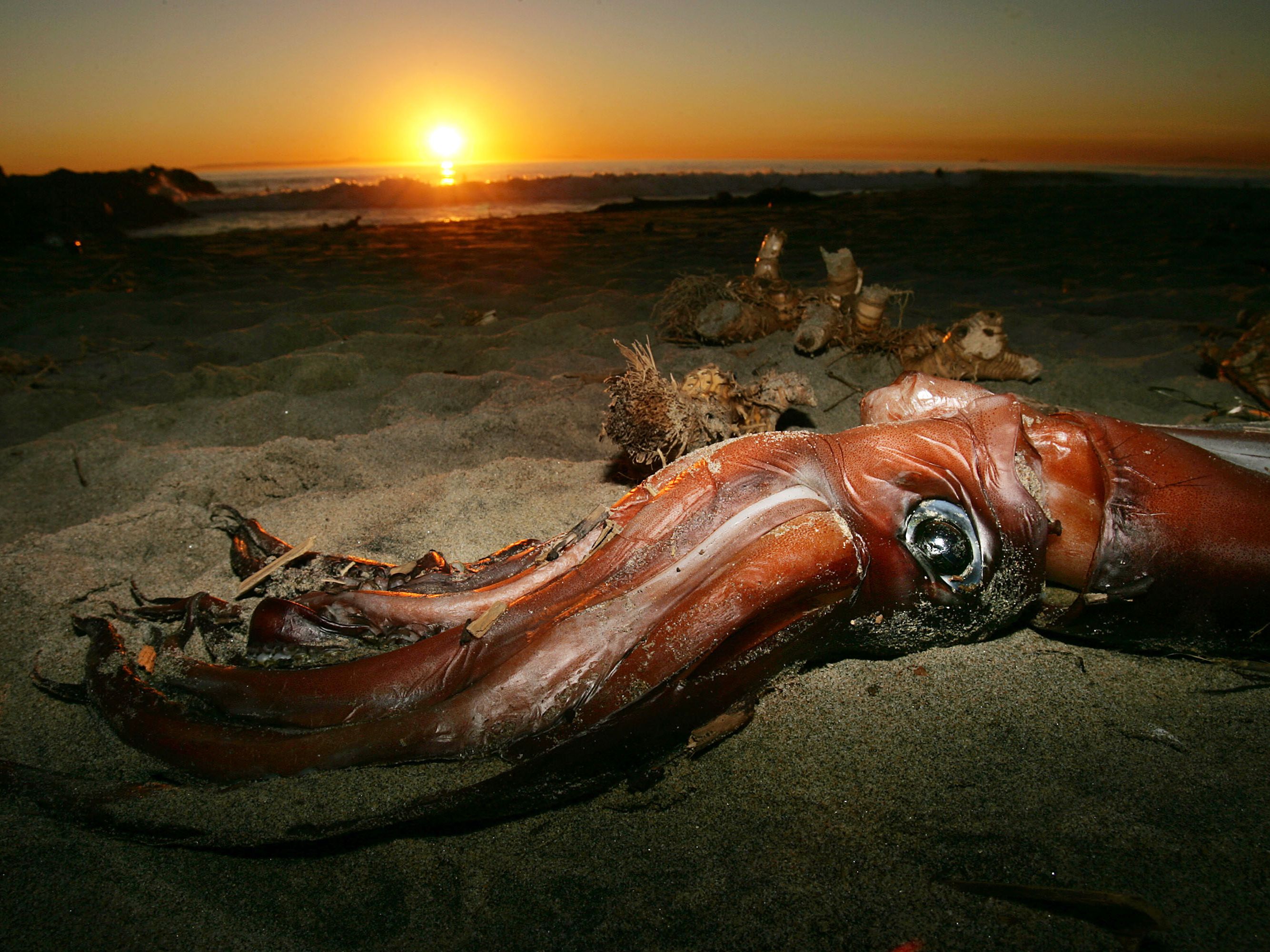 giant squid model