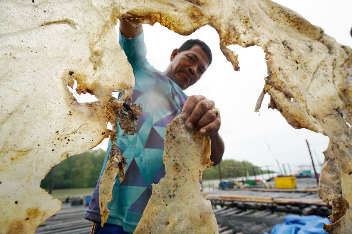Kamar een Indonesische visser poseert voor een foto met de gedroogde huid van een reuzenzoetwaterpijlstaartrog die hij in 2016 ving Wetenschappers die onderzoek doen naar de vis hoorden dat het dier bijna vierhonderd kilo woog toen hij werd gevangen Daarmee zou het officieel de grootste zoetwatervis ooit gevonden zijn