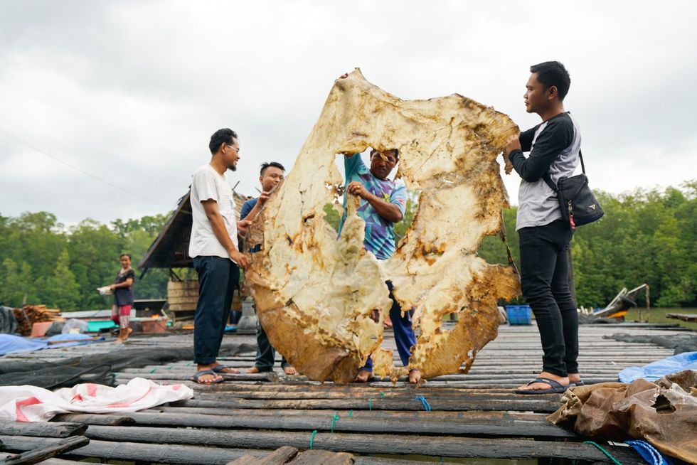 Inwoners van Bungin een vissersdorp in ZuidSumatra houden de gedroogde huid op van de reuzenzoetwaterpijlstaartrog die volgens hen bijna vierhonderd kilo woog toen hij werd gevangen