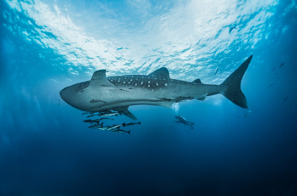 A giant whale shark, North Andaman, Thailand