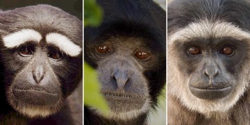 gibbons