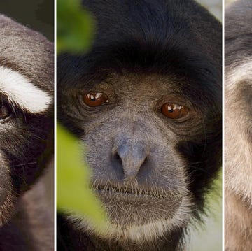 gibbons gibbons