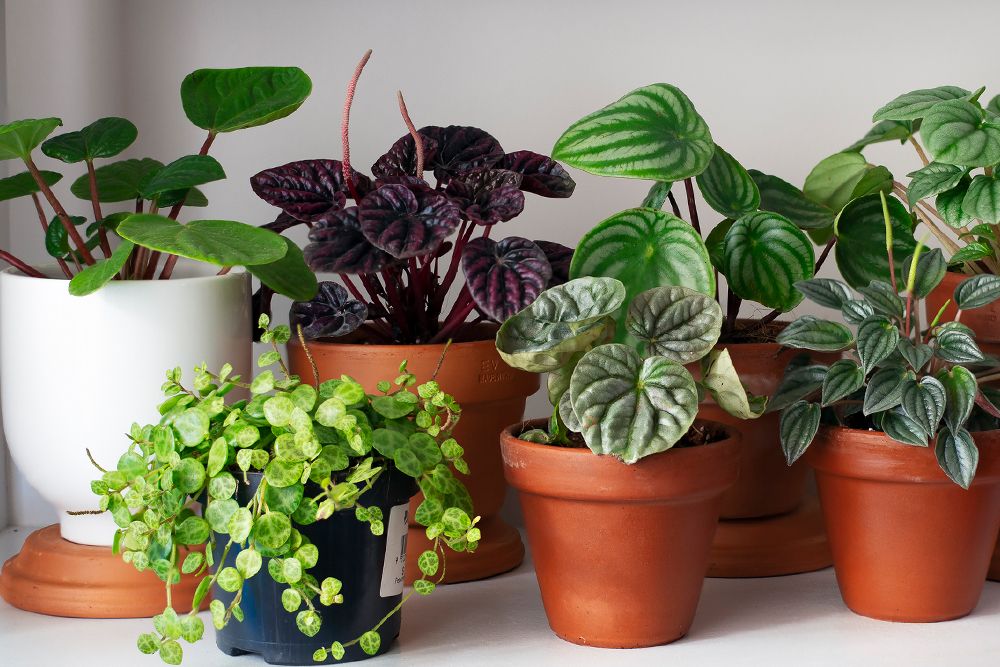 3 Best Plants For Corporate Gifts On Women's Day
