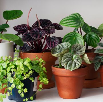 indoor houseplants on a white shelf