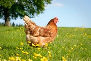 gifts for chicken lovers
