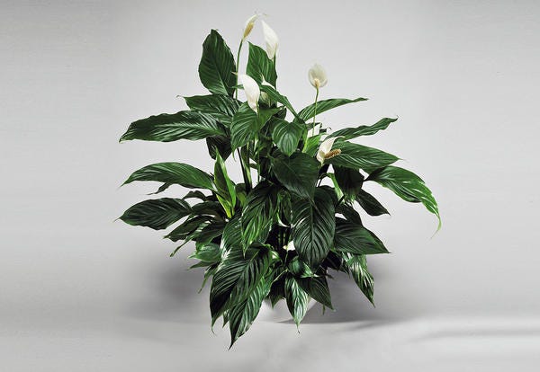 Plant, Flower, Leaf, Houseplant, Flowerpot, Flowering plant, Botany, Anthurium, Tree, Alismatales, 