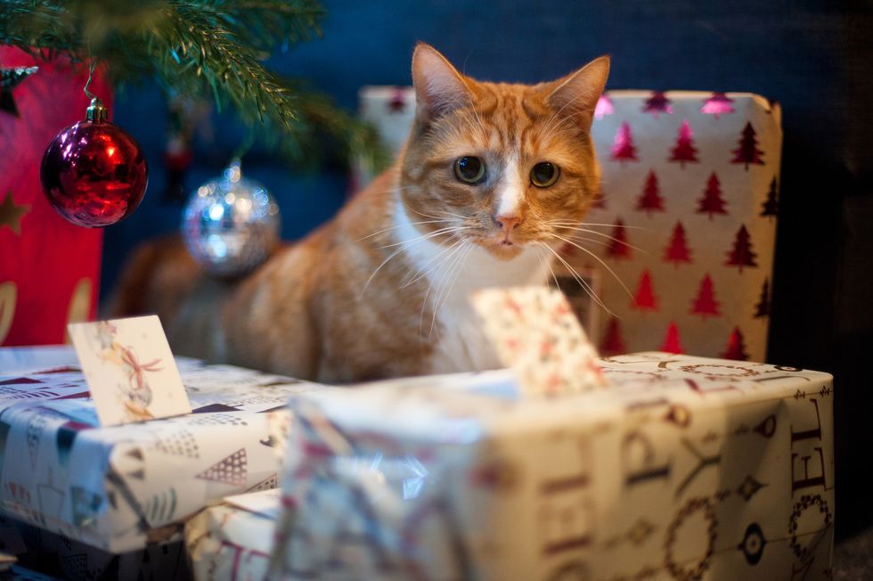 ginger cat investigating presents under christmas tree