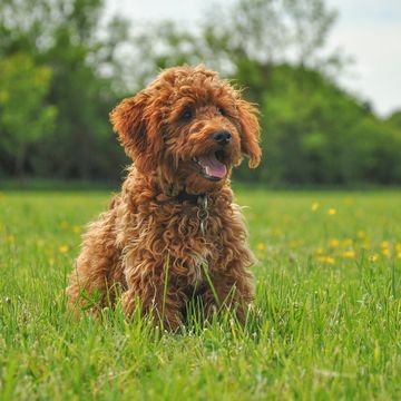ginger cockapoo puppy in a field