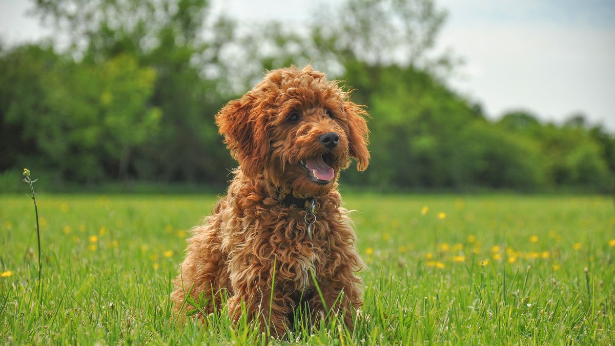 preview for 15 Cutest Dog Breeds