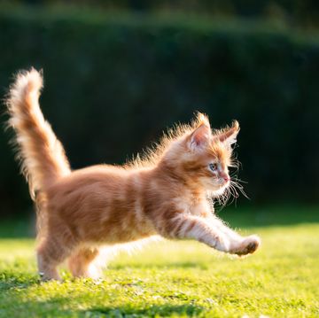 ginger maine coon kitten running on lawn in sunlight
