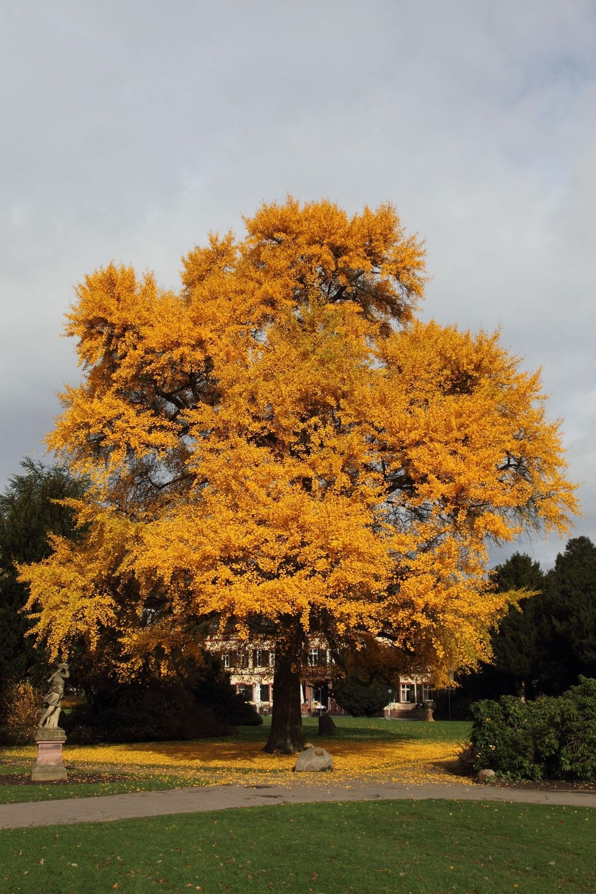 De bladeren van ginkgobomen worden in het najaar goudgeel In tegenstelling tot de meeste andere bomen die hun blaadjes geleidelijk laten vallen vallen die van de ginkgo allemaal tegelijk