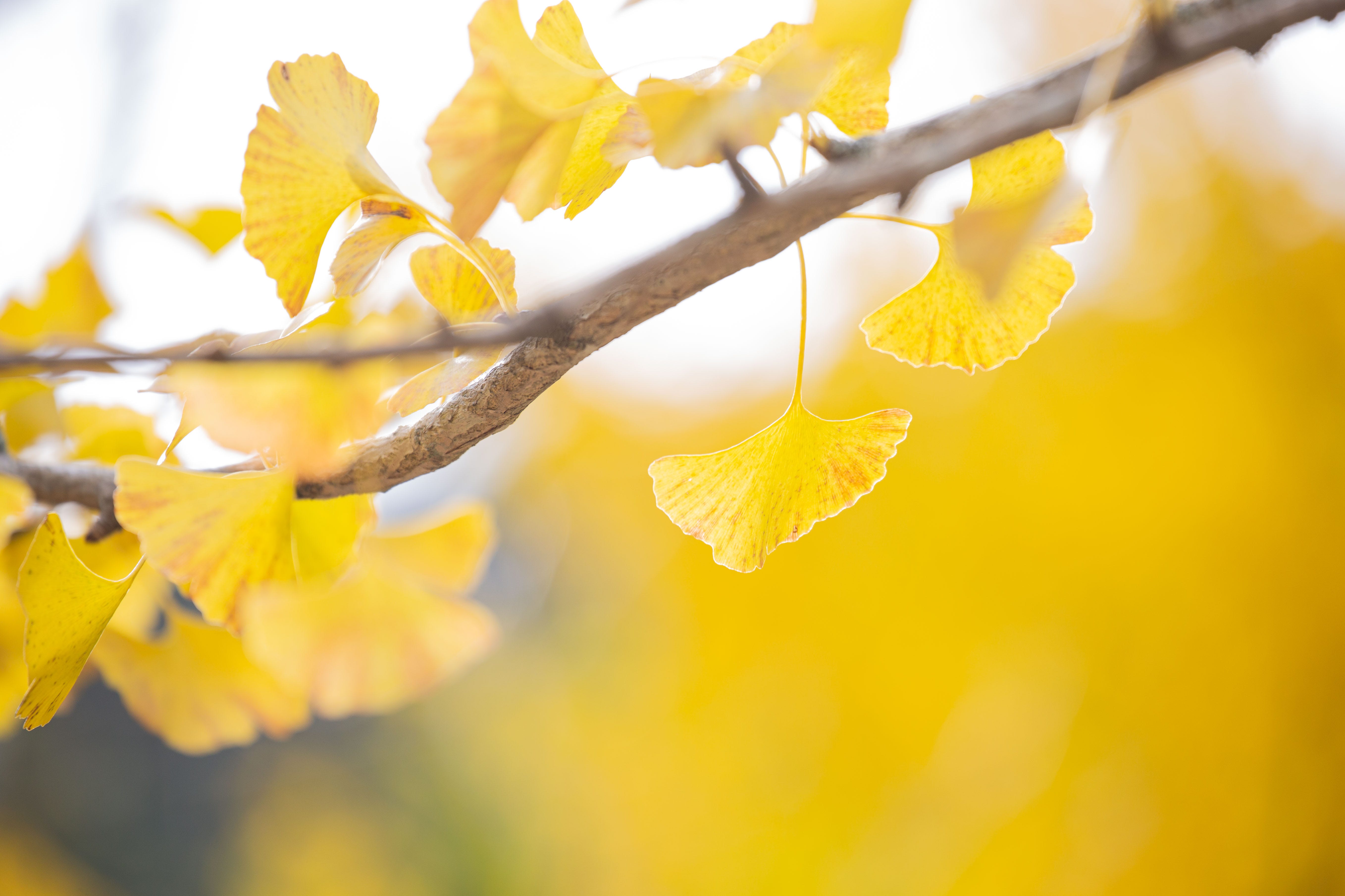 12 Best Fall Trees Best Trees For Fall Color 12-best-fall-trees-best-trees-for-fall-color