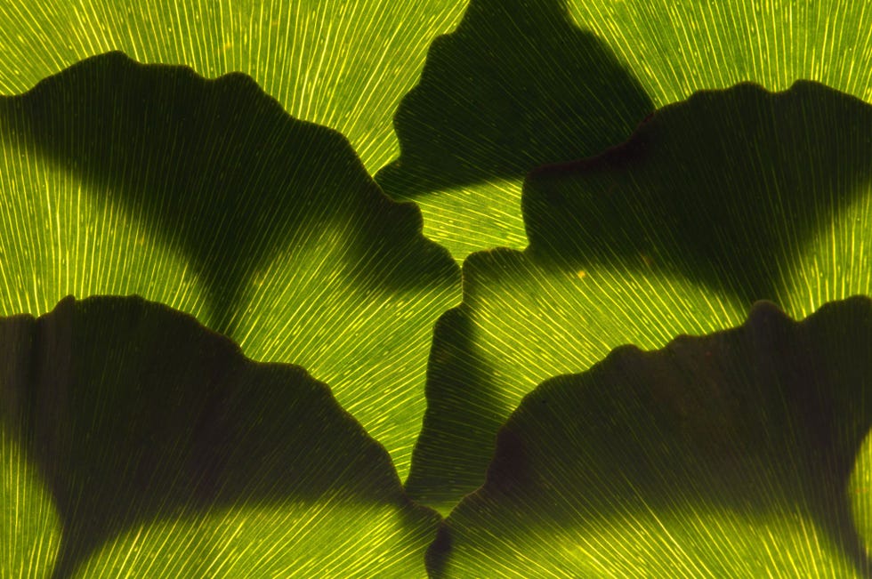 Een patroon van ginkgobladeren die felgroen van kleur zijn voordat ze in het najaar heldergeel worden