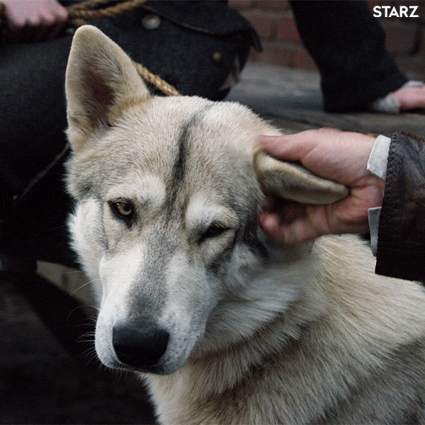 Dog, Mammal, Vertebrate, Canidae, Dog breed, Siberian husky, Carnivore, Czechoslovakian wolfdog, Northern inuit dog, Saarloos wolfdog, 