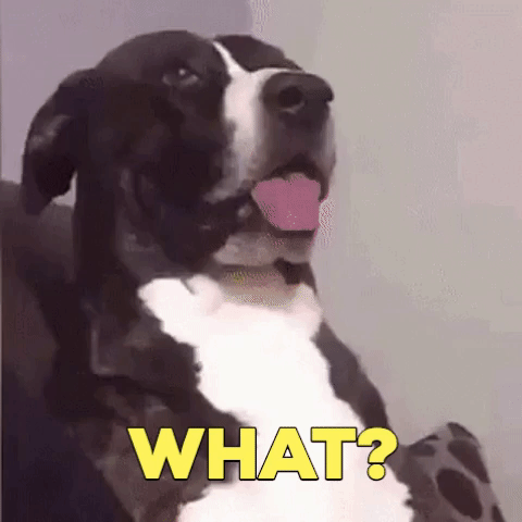 Dog, Vertebrate, Dog breed, Canidae, Mammal, Carnivore, Snout, Bernese mountain dog, Sporting Group, Giant dog breed, 