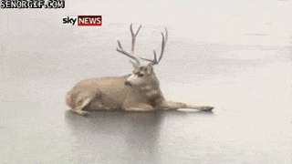 Reindeer, Deer, Elk, Wildlife, Atmospheric phenomenon, Antler, Horn, Organism, Fawn, Tail, 