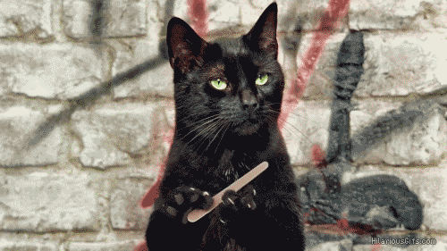 gato negro limándose las uñas