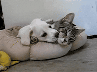 Cat, Felidae, Canidae, Small to medium-sized cats, Carnivore, Kitten, Nap, Aegean cat, Puppy, Companion dog, 