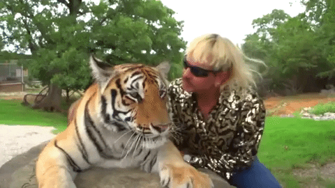 Tiger, Mammal, Vertebrate, Bengal tiger, Wildlife, Siberian tiger, Felidae, Terrestrial animal, Big cats, Carnivore, 