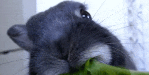 Nebelung, Korat, Snout, Cat, Russian blue, Carnivore, Felidae, Plant, Canidae, Tail, 