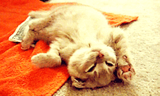 Cat, Felidae, Small to medium-sized cats, Whiskers, Snout, Carnivore, Claw, Kitten, Organism, Paw, 