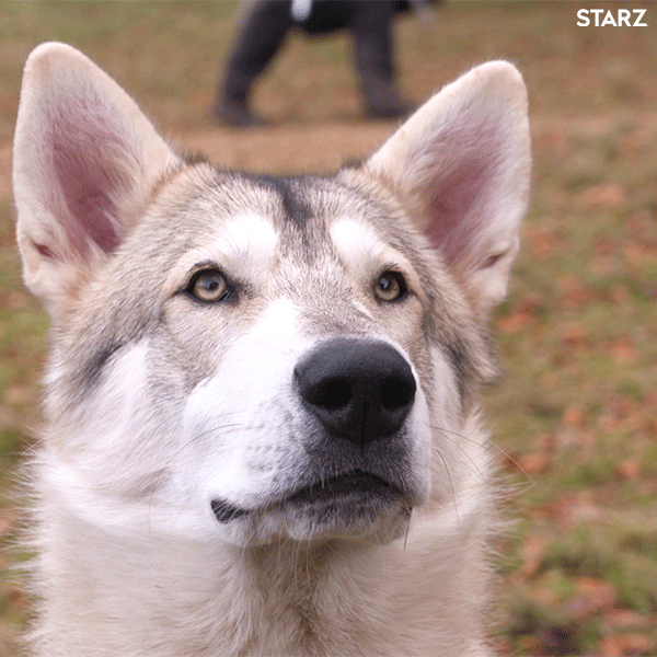 Dog, Mammal, Vertebrate, Dog breed, Canidae, Siberian husky, Saarloos wolfdog, Tamaskan dog, Carnivore, Northern inuit dog, 