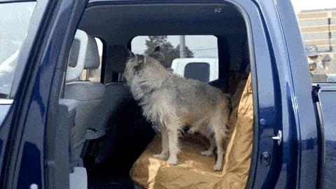 A Dog's Life Car Seat Covers (Set of 2) - Cartoon