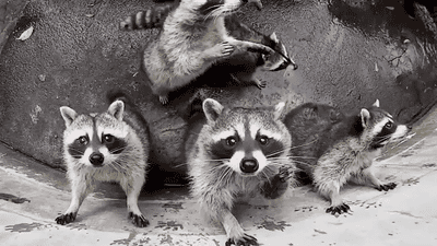 raccoons