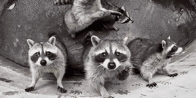 raccoons raccoons