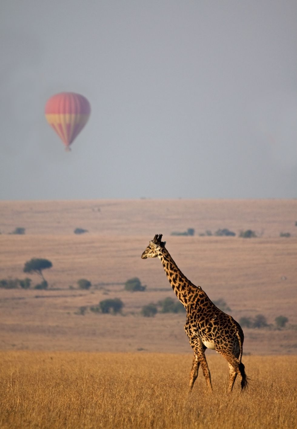 giraffe and hot air balloon