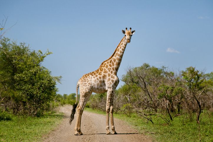 giraffe in south africa on road