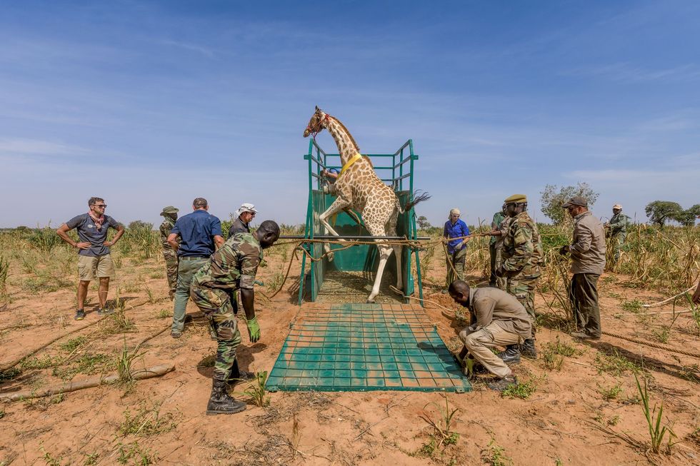 Een tsjaadgiraffe wordt in een trailer geladen Later gaat het diernaar het achthonderd kilometer noordelijker gelegen biosfeerreservaat Gadabedji in Niger Hier wil men een nieuwe populatie stichten van zon zeshonderd dieren