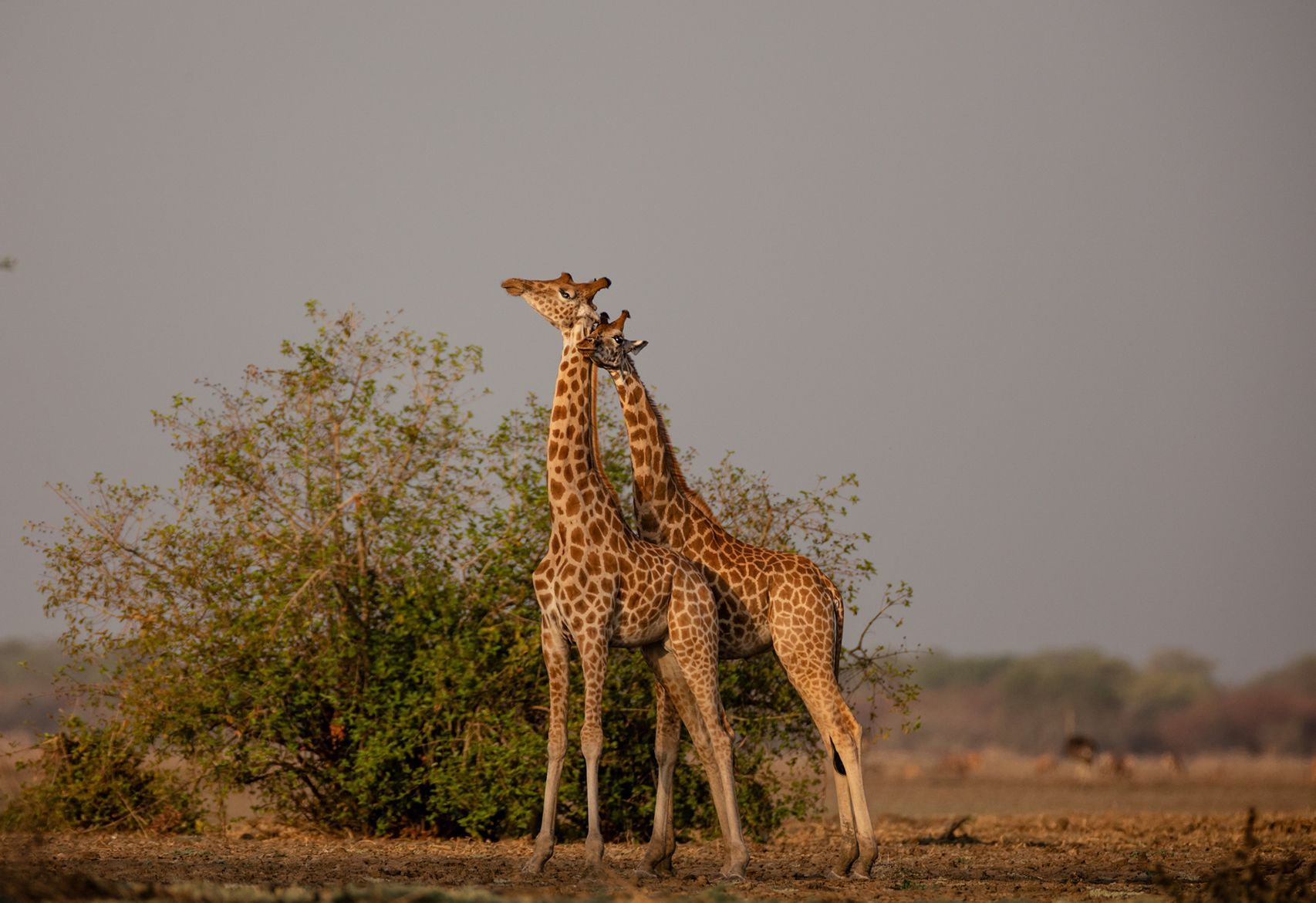 Een gewaagd plan om de bedreigde giraffen van Afrika te redden