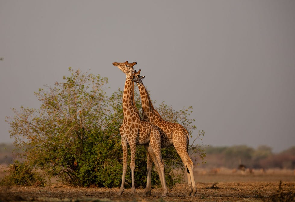 In Nationaal Park Zakouma in Tsjaad wrijven giraffen hun hals langs elkaar Het kan de opmaat zijn naar een gevecht of een vorm van communicatie tussen de zwijgzame dieren Meer dan de helft van de totale populatie kordofangiraffen leeft in Zakouma