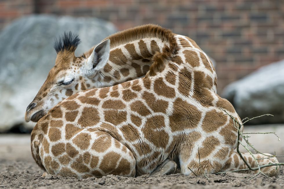giraffe sleeping in a cute position