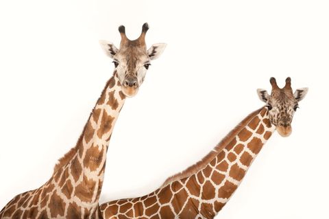 Een Somalische giraf Giraffa camelopardalis reticulata en een Rothschildgiraf Giraffa camelopardalis rothschildi twee girafondersoorten gefotografeerd bij Rolling Hills Wildlife Adventure in Salina in de Amerikaanse staat Kansas