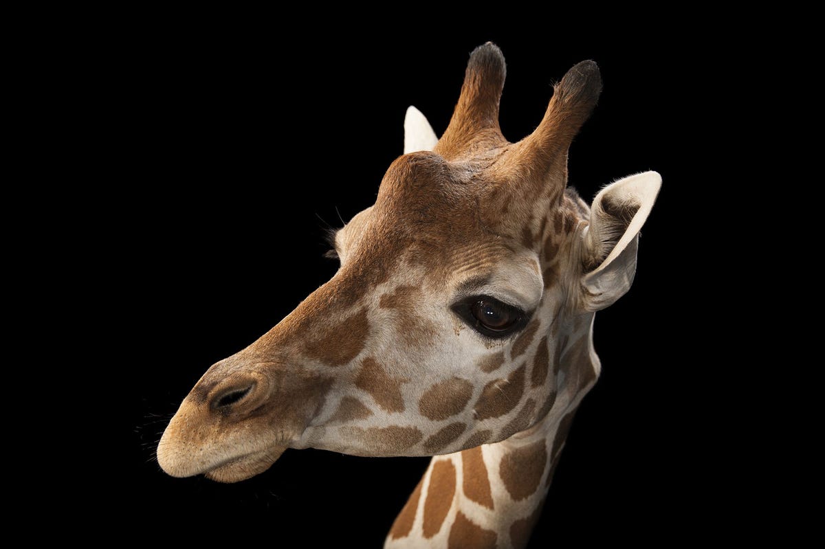 Deze netgiraffe Giraffa camelopardalis reticulata de ondersoort waartoe ook April en haar kalfje behoren werd gefotografeerd in de Gladys Porter Zoo in Sioux Falls South Dakota