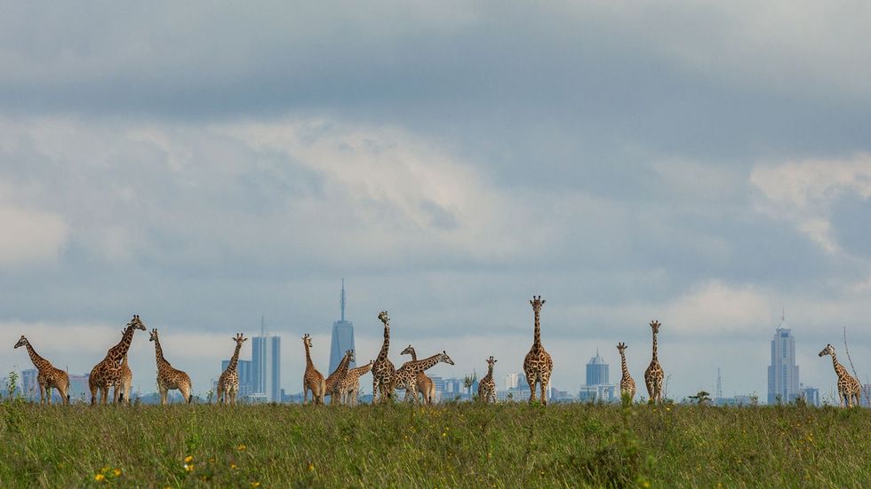 Giraffen in Nairobi National Park aan de zuidkant van de Keniaanse hoofdstad Op 117 vierkante kilometer leven hier meer dan honderd soorten zoogdieren maar de onstuitbare groei van Nairobi bedreigt hun leefgebied