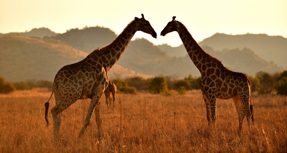 south africa