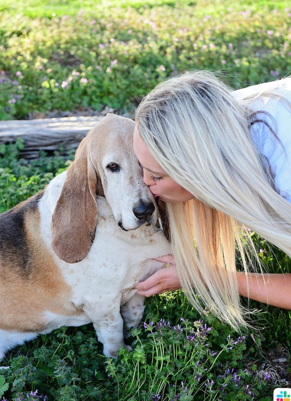 basset hound dog names