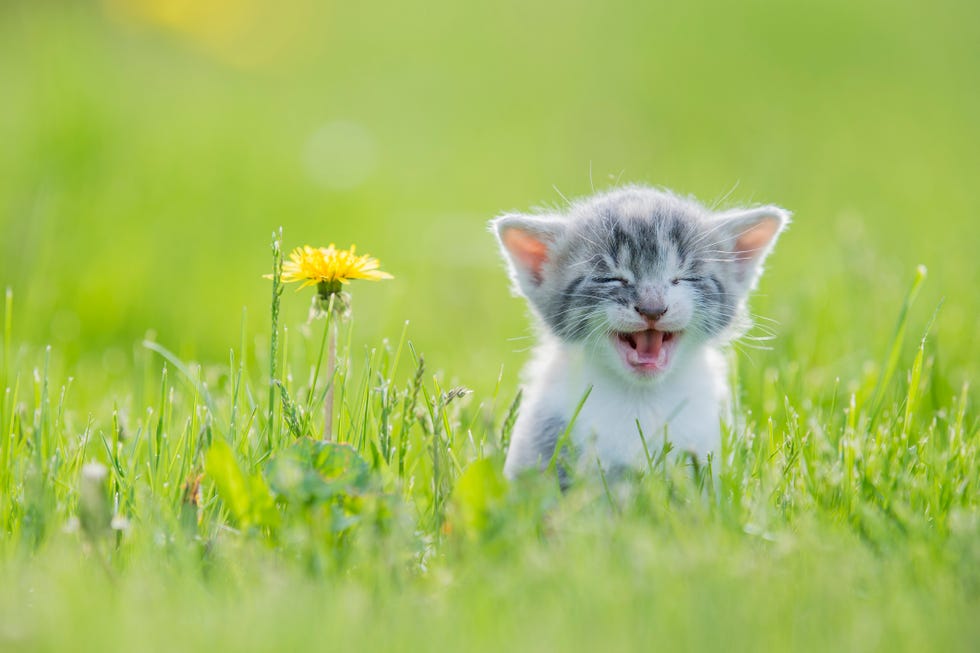 125 Girl Cat Names for Your New Kitty