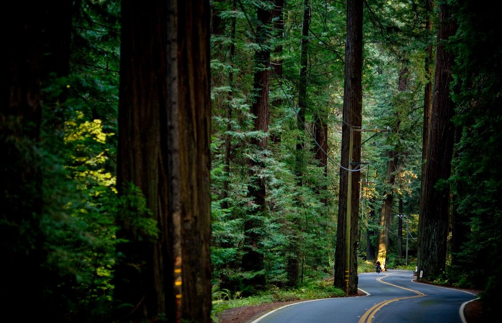 a road winds through the avenue of the giants redwood forest