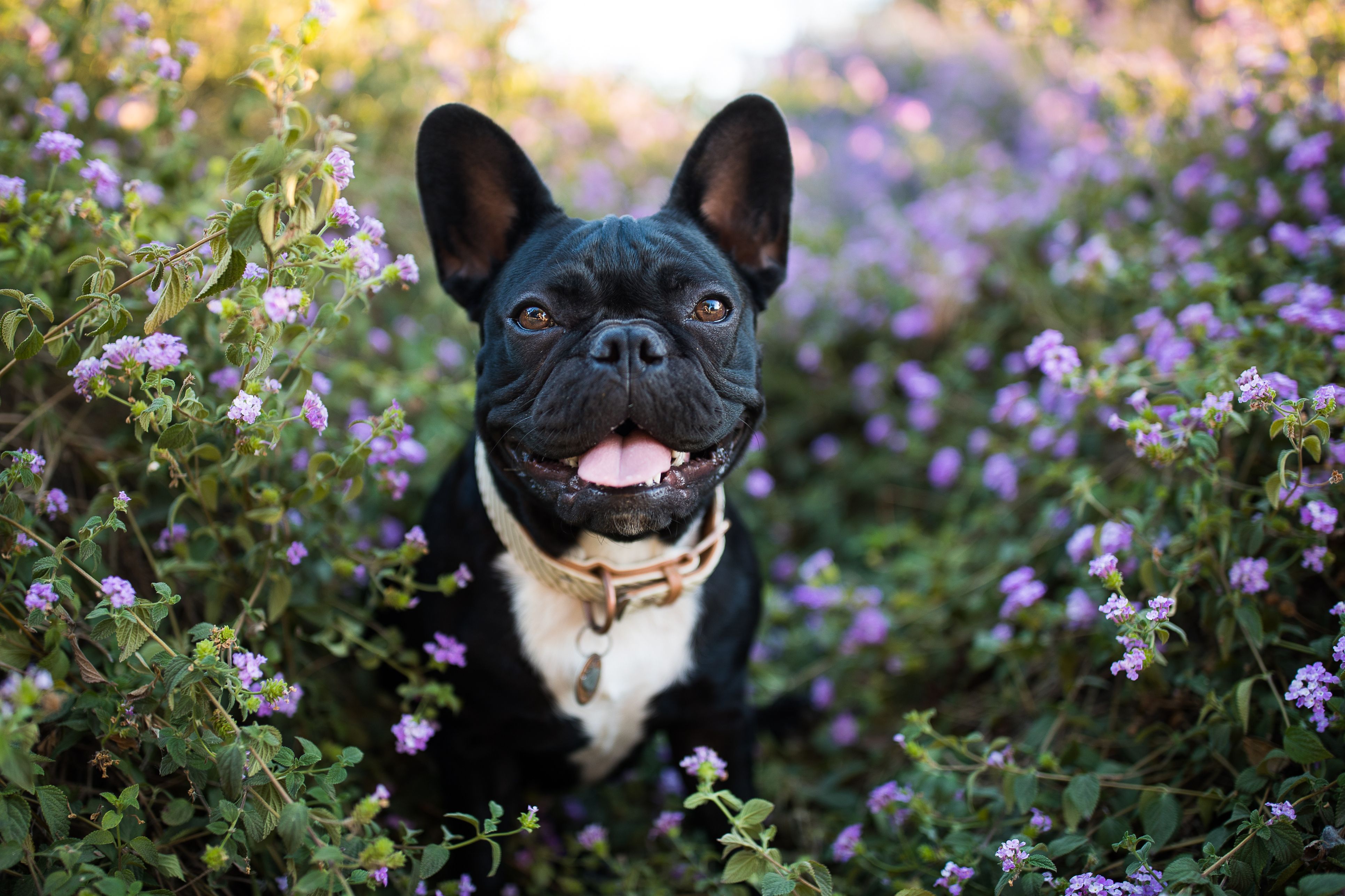 Cute female online dog names