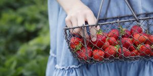 Girl holding basket of freshly picked strawberries