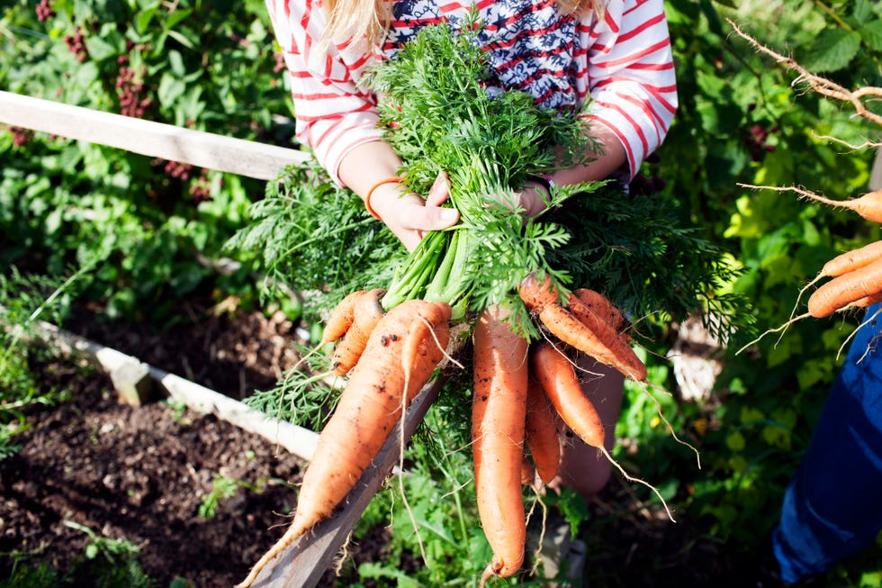 Woman holding bunch of freshly picked carrots on her allotment