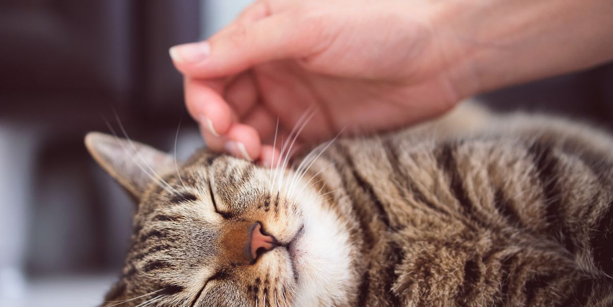 6 Mental and Physical Benefits of Having a Cat